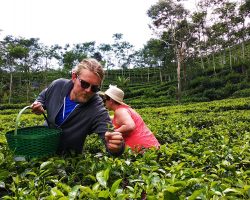 Nglinggo-tea-garden-picking-tea